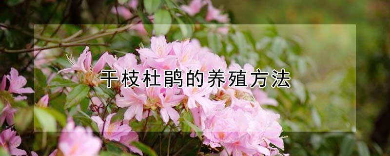 干枝杜鵑的養殖方法