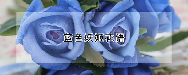 藍色妖姬花語