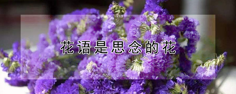 花語是思念的花