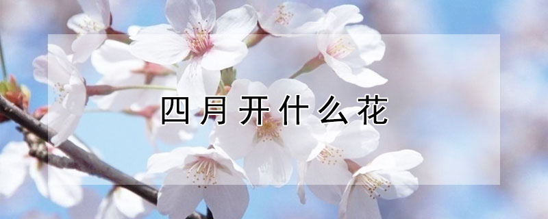 四月開什么花