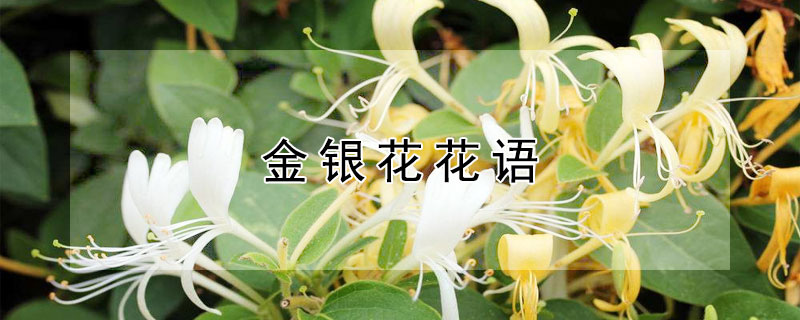 金銀花花語