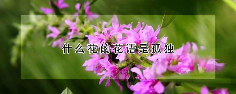 什么花的花語是孤獨(dú)