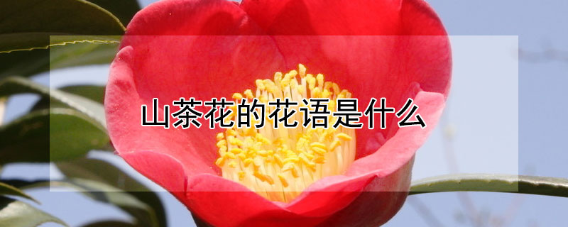 山茶花的花語是什么