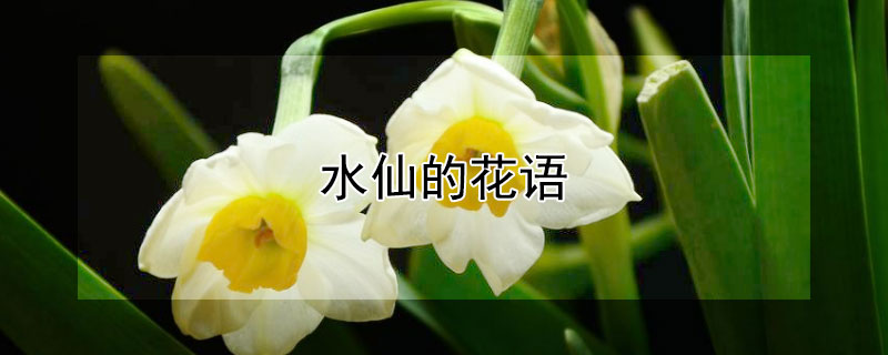 水仙的花語