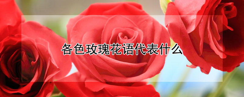 各色玫瑰花語代表什么