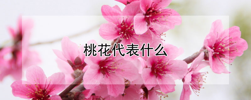 桃花代表什么