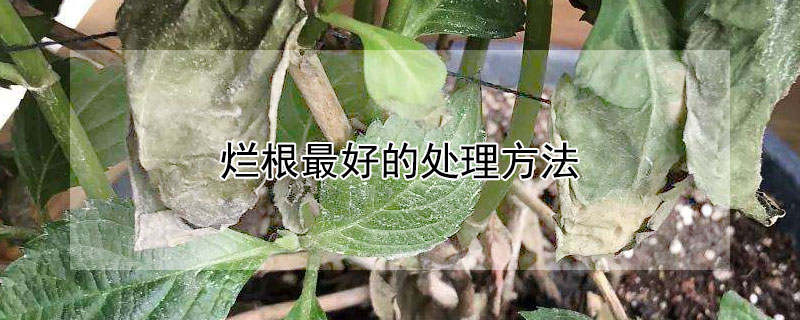 爛根最好的處理方法