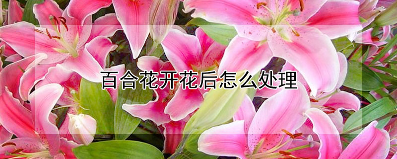 百合花開花后怎么處理