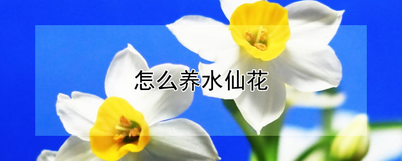 怎么養水仙花