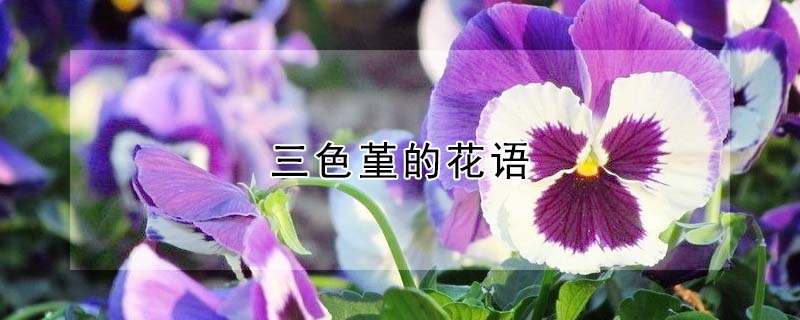 三色堇的花語