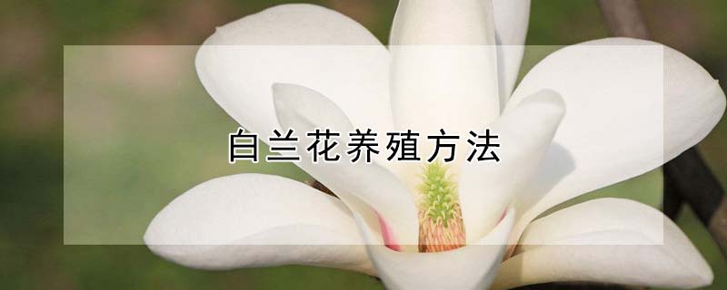 白蘭花養(yǎng)殖方法