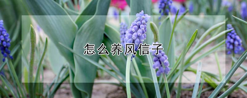 怎么養(yǎng)風信子