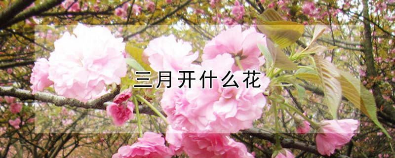 三月開(kāi)什么花