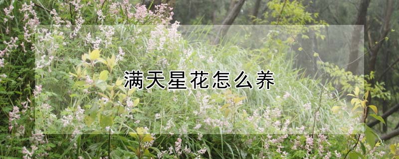 滿天星花怎么養(yǎng)