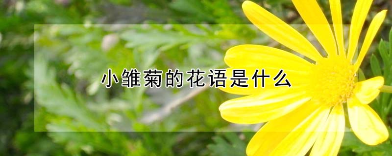 小雛菊的花語是什么