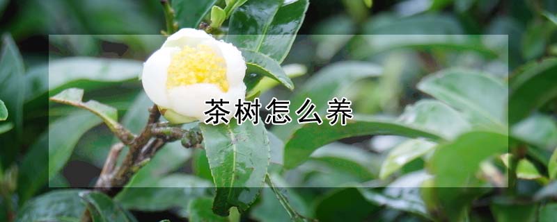 茶樹怎么養(yǎng)