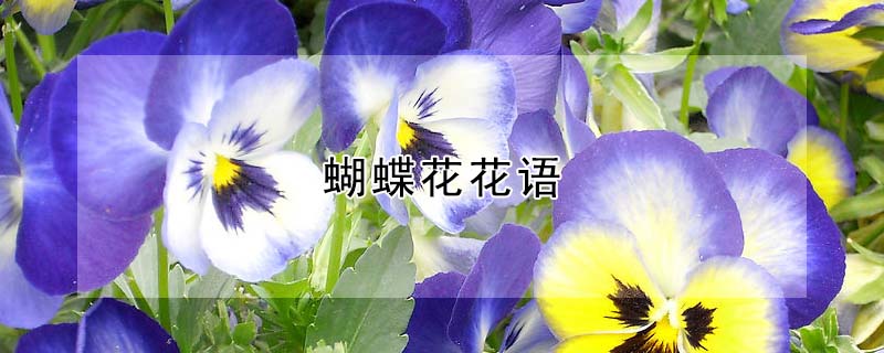 蝴蝶花花語