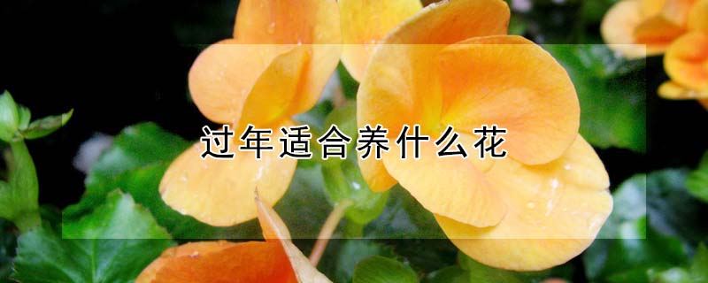 過(guò)年適合養(yǎng)什么花