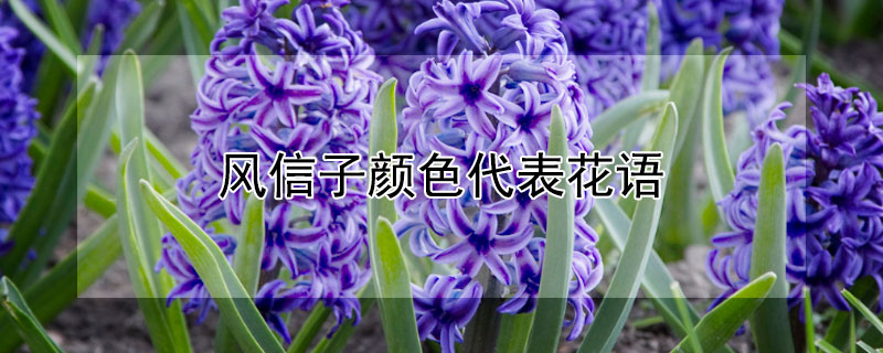 風(fēng)信子顏色代表花語