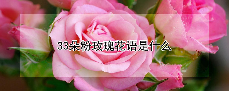 33朵粉玫瑰花語(yǔ)是什么