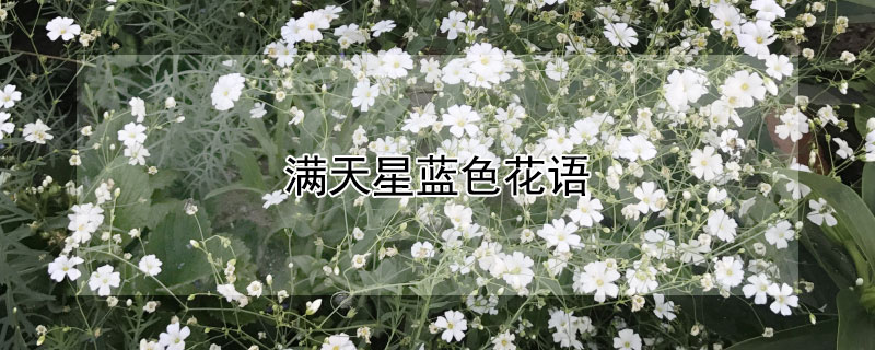 滿天星藍(lán)色花語(yǔ)