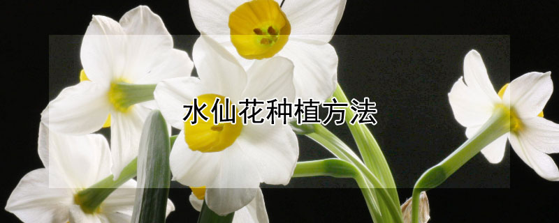 水仙花種植方法