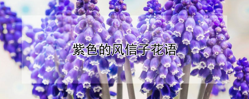 紫色的風(fēng)信子花語(yǔ)