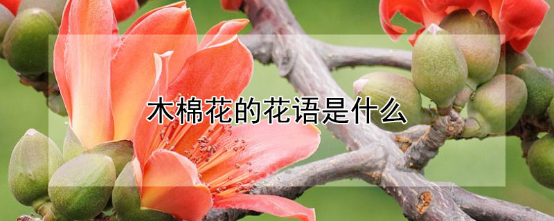 木棉花的花語(yǔ)是什么