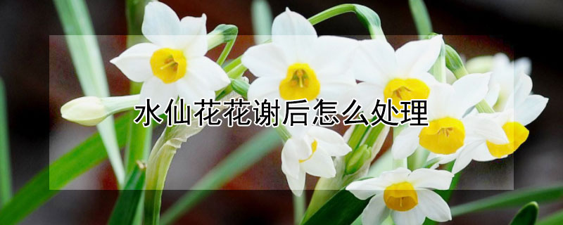 水仙花花謝后怎么處理