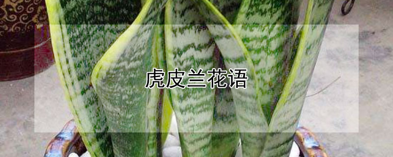 虎皮蘭花語(yǔ)