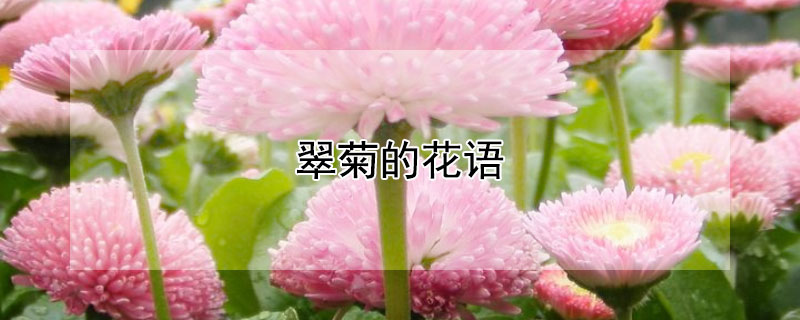 翠菊的花語(yǔ)