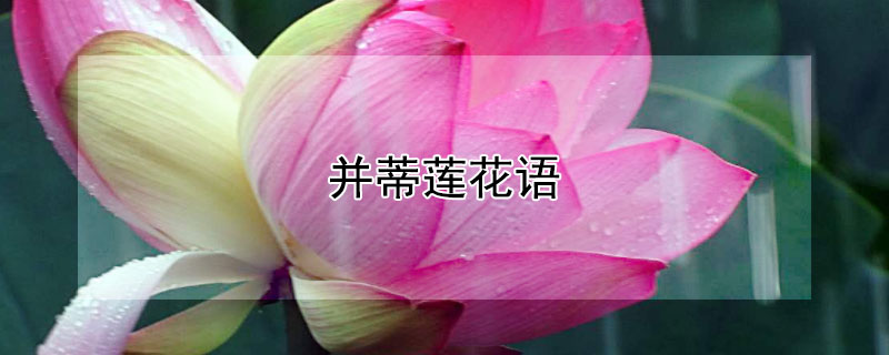 并蒂蓮花語(yǔ)