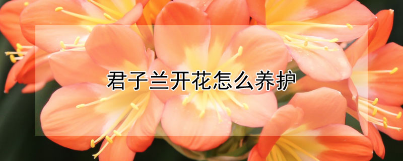 君子蘭開花怎么養護