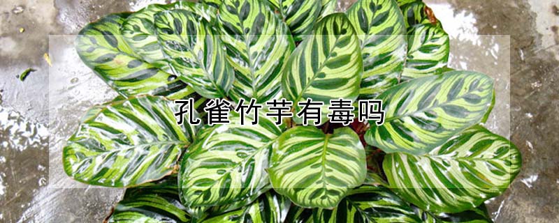 孔雀竹芋有毒嗎