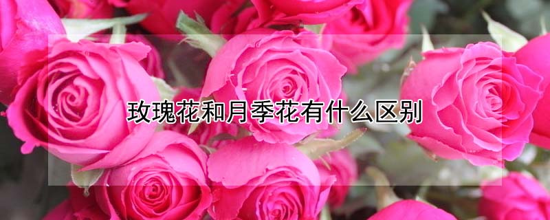 玫瑰花和月季花有什么區(qū)別