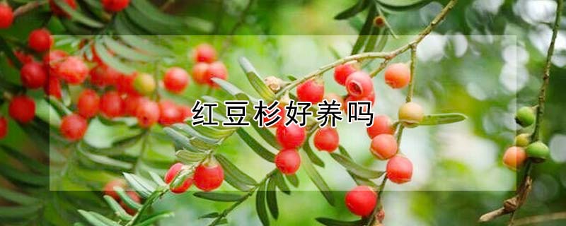 紅豆杉好養(yǎng)嗎