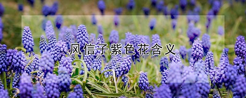 風信子紫色花含義