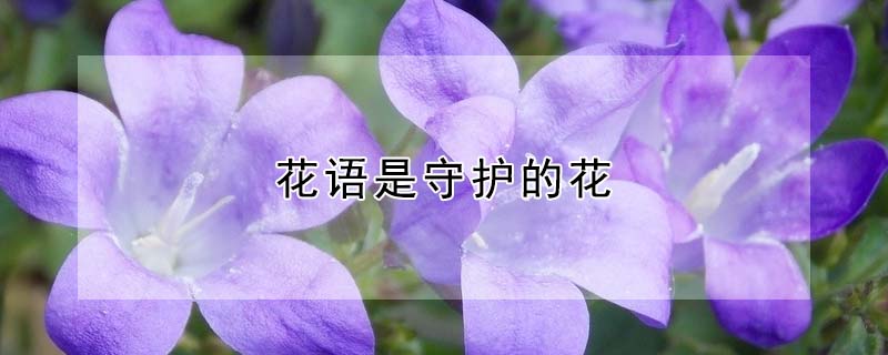 花語(yǔ)是守護(hù)的花