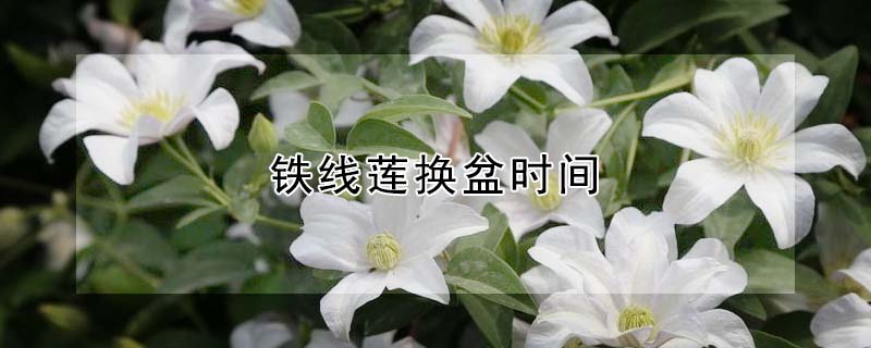 鐵線蓮換盆時間