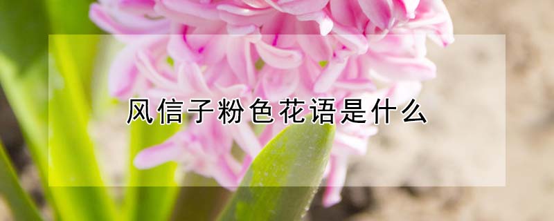 風信子粉色花語是什么