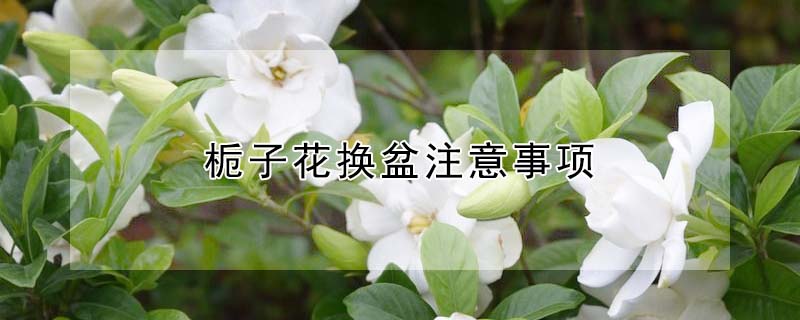 梔子花換盆注意事項