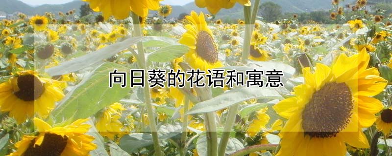 向日葵的花語和寓意