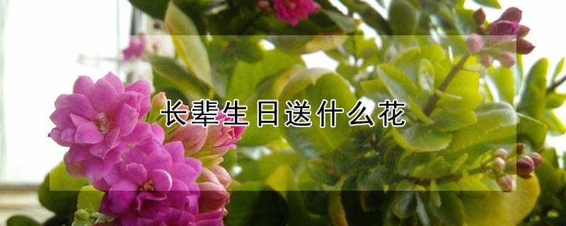 長輩生日送什么花