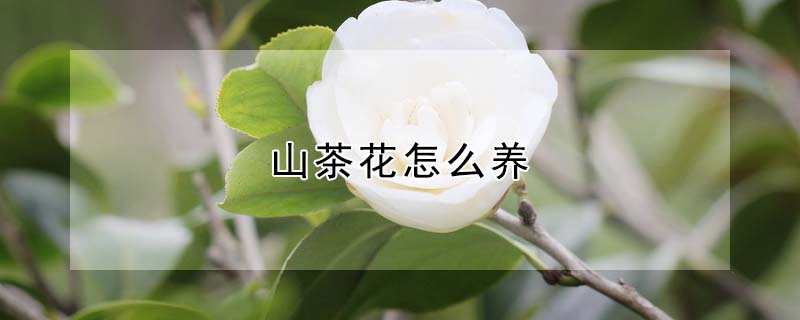 山茶花怎么養