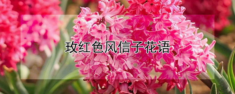 玫紅色風(fēng)信子花語(yǔ)