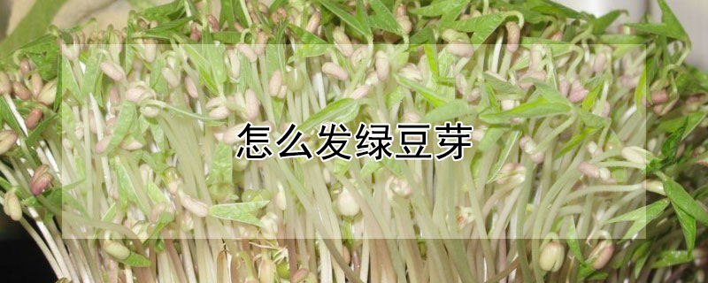 怎么發(fā)綠豆芽