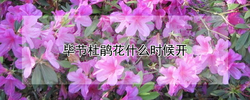 畢節(jié)杜鵑花什么時(shí)候開(kāi)