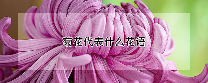 菊花代表什么花語(yǔ)