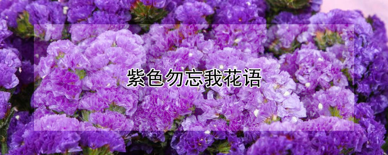 紫色勿忘我花語