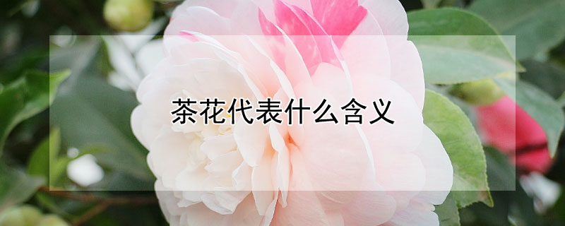 茶花代表什么含義